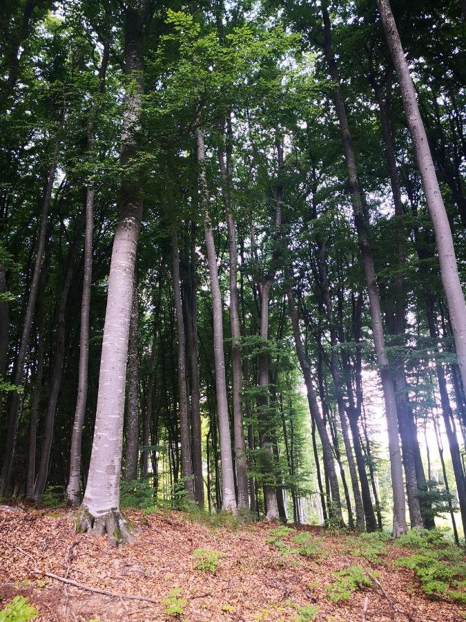 Patakvoelgye Vendeghaz Villa Izvoare  Eksteriør bilde